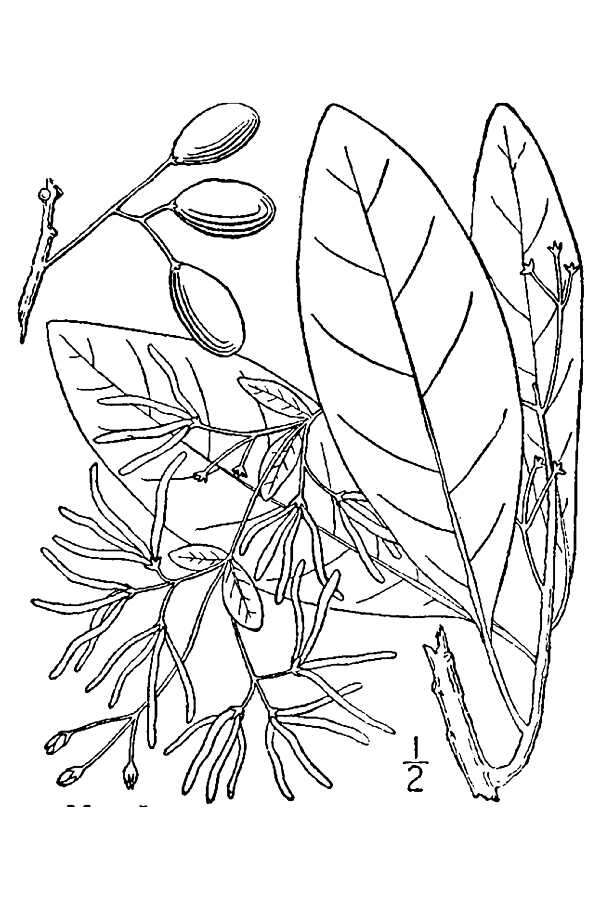 Plancia ëd Chionanthus virginicus L.