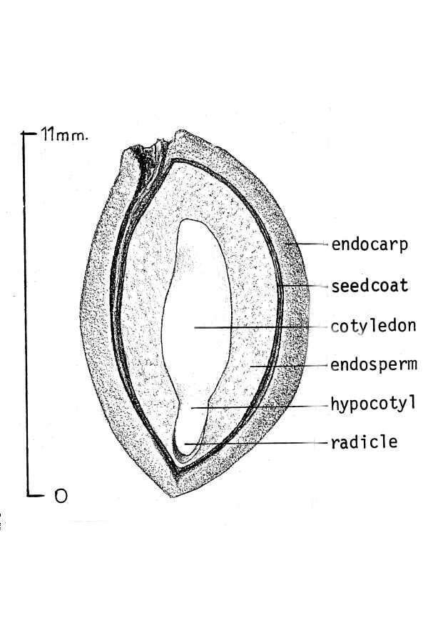 Plancia ëd Chionanthus virginicus L.