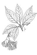 Image of American Fringe Tree