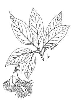 Image of American Fringe Tree