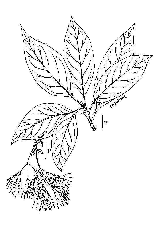 Plancia ëd Chionanthus virginicus L.