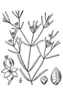 Sivun Euphorbia missurica Raf. kuva