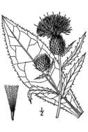 Image of tall thistle