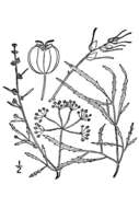 Image of bulblet-bearing water hemlock