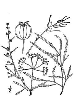 Image of bulblet-bearing water hemlock