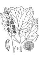Image de Actaea rubifolia (Kearney) Kartesz