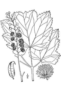 Image of Appalachian bugbane