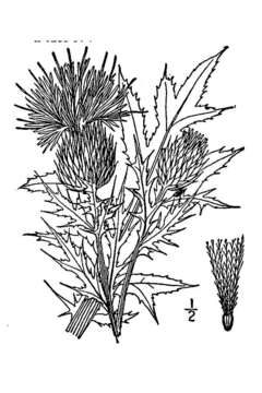 Image of field thistle