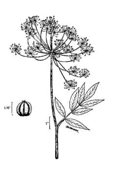 Image of western water hemlock