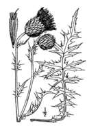 Image of Flodman's thistle