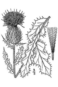 Imagem de Cirsium pumilum var. hillii (Canby) B. Boivin