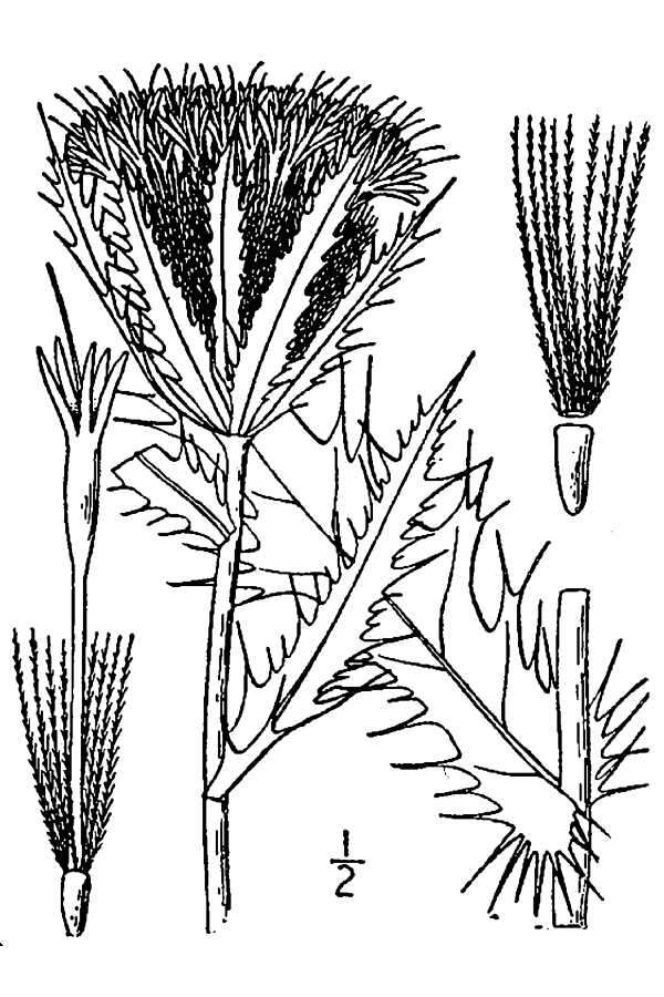 Image of yellow thistle