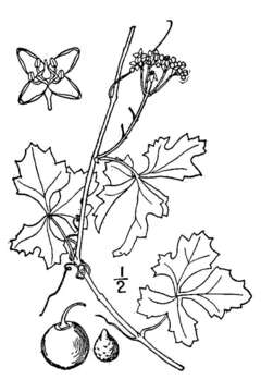 Cissus trifoliata (L.) L. resmi