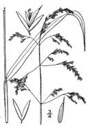 Imagem de Cinna latifolia (Trevir.) Griseb.