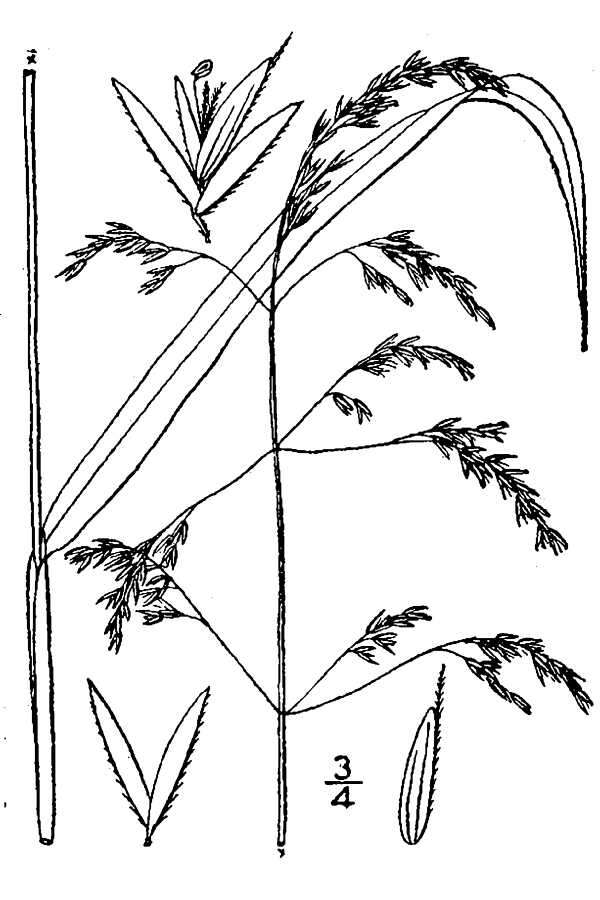 Imagem de Cinna latifolia (Trevir.) Griseb.