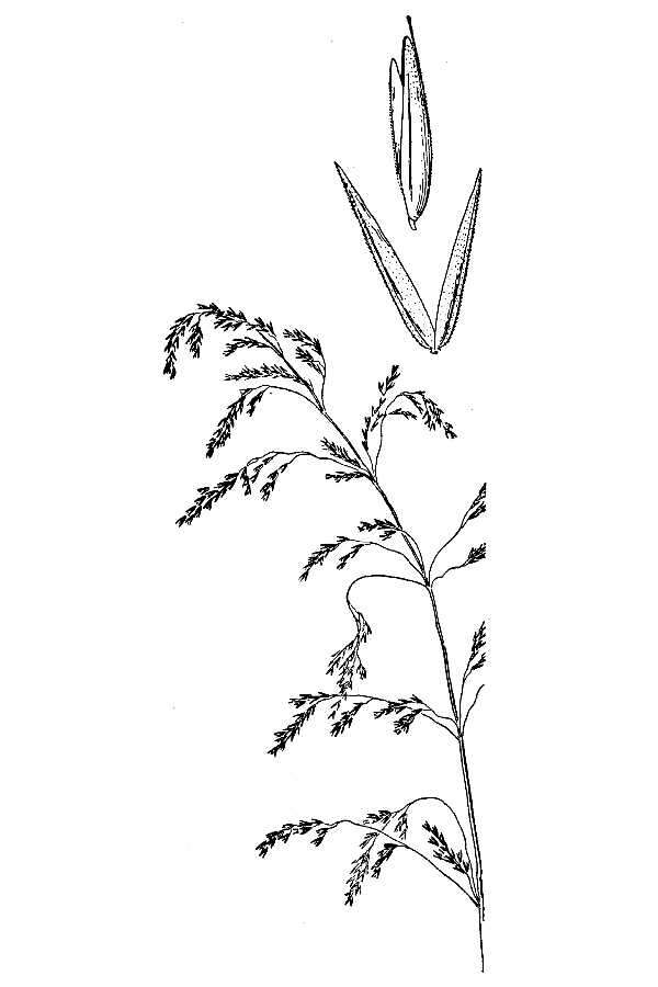 Imagem de Cinna latifolia (Trevir.) Griseb.