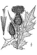 Image of Spear Thistle