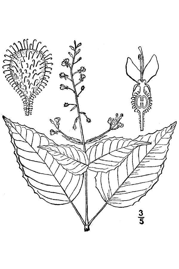 Image of broadleaf enchanter's nightshade