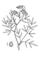 Image de Cicuta maculata L.