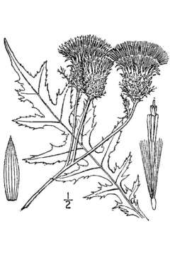 Image of swamp thistle