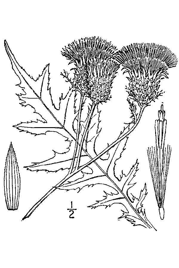 Image of swamp thistle