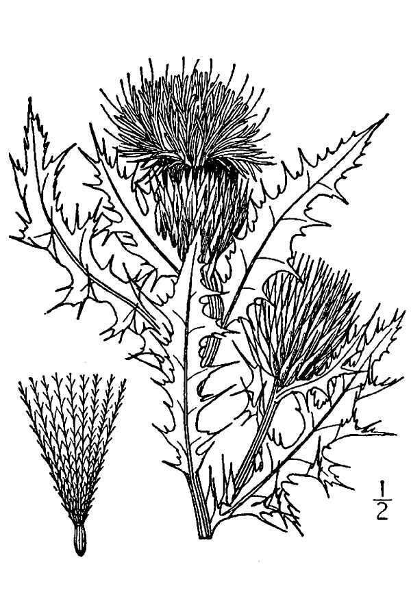 Imagem de Cirsium pumilum (Nutt.) Spreng.