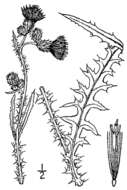 Imagem de Cirsium palustre (L.) Scop.