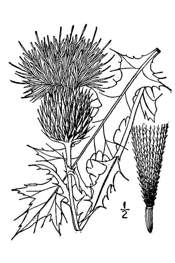 Image of wavyleaf thistle