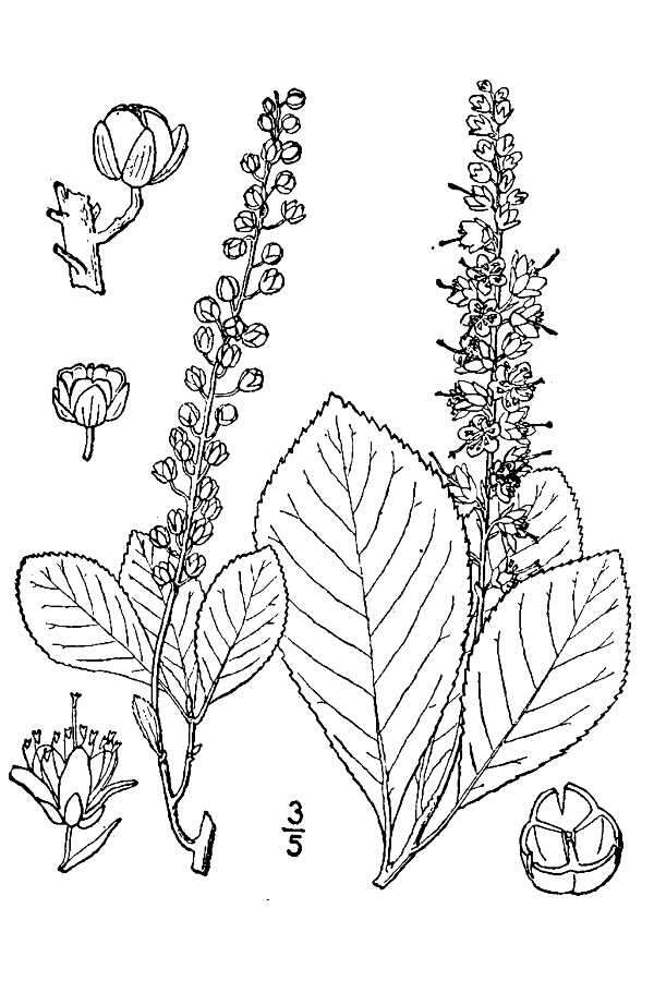 Image of coastal sweetpepperbush