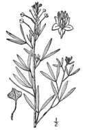 Image of Northern Stinkweed