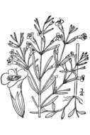 صورة Clinopodium arkansanum (Nutt.) House