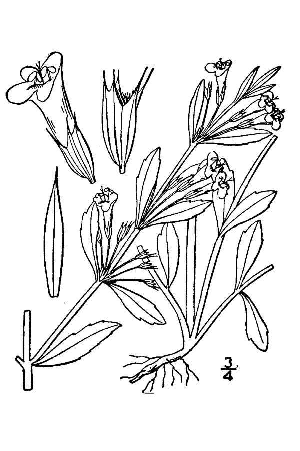 Clinopodium glabellum (Michx.) Kuntze的圖片