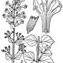 Image of lesser calamint