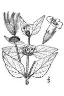 Image of wild basil