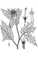 Image of blessed thistle