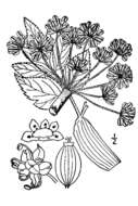 Image of seacoast angelica