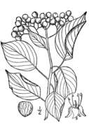 Слика од Cornus alternifolia L. fil.