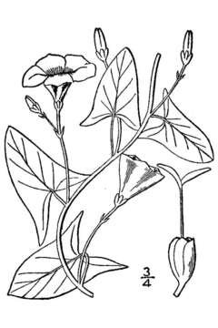 Image of Field Bindweed