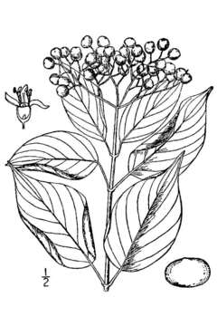 Image of toughleaf dogwood