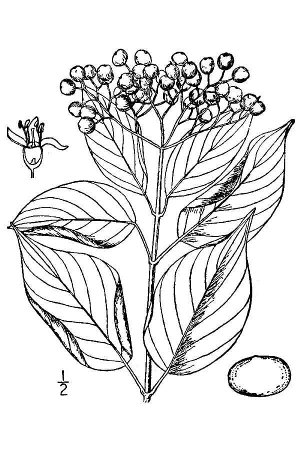 Слика од Cornus asperifolia Michx.