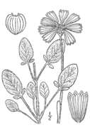 Image of lobed tickseed