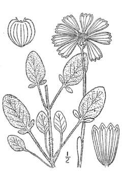 Image of lobed tickseed