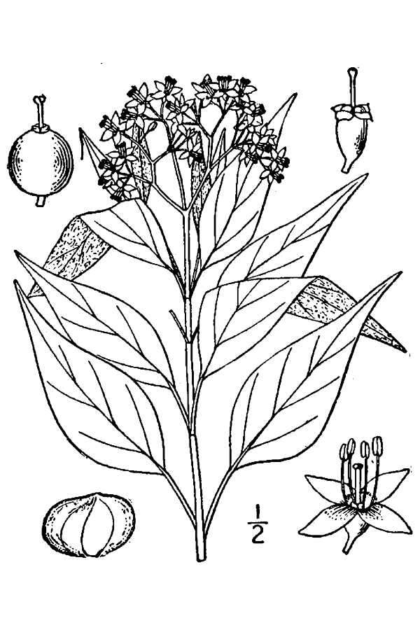 Cornus sericea subsp. sericea resmi