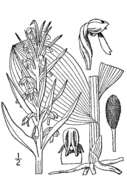 Plancia ëd Dactylorhiza viridis (L.) R. M. Bateman, Pridgeon & M. W. Chase