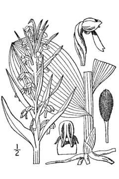 Plancia ëd Dactylorhiza viridis (L.) R. M. Bateman, Pridgeon & M. W. Chase