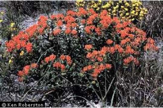 Imagem de Asclepias tuberosa L.