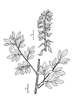 Image of Sierran Fumewort