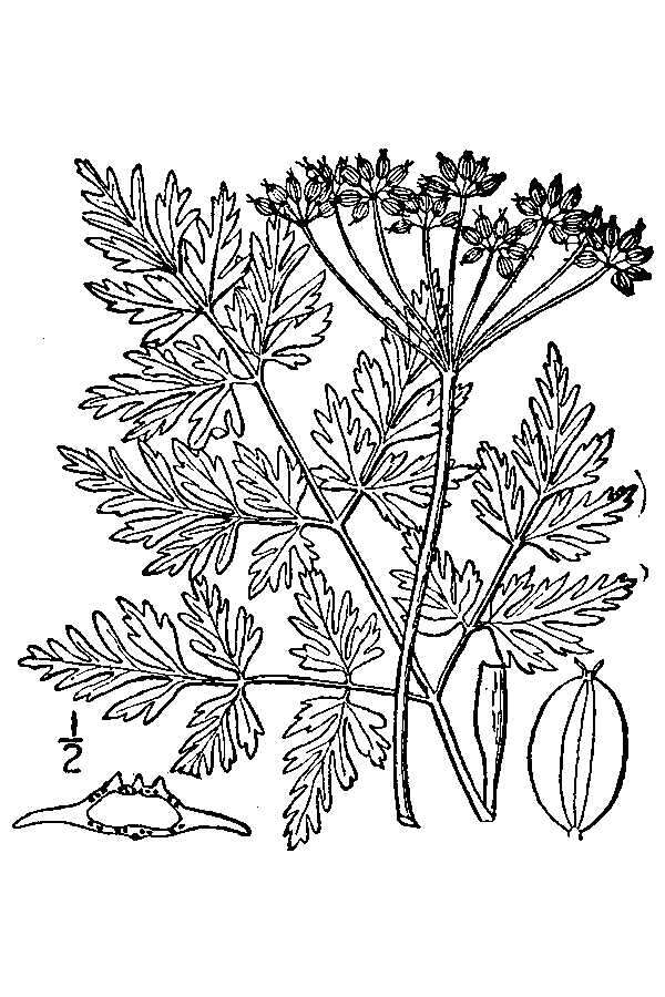 Image de Conioselinum chinense (L.) Britton, Sterns & Poggenb.