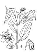 Image of Asiatic dayflower