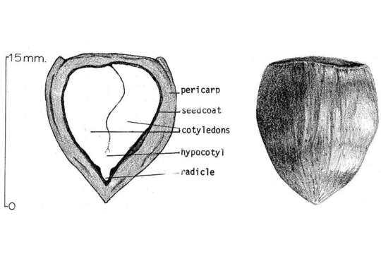 Image of Beaked Hazel